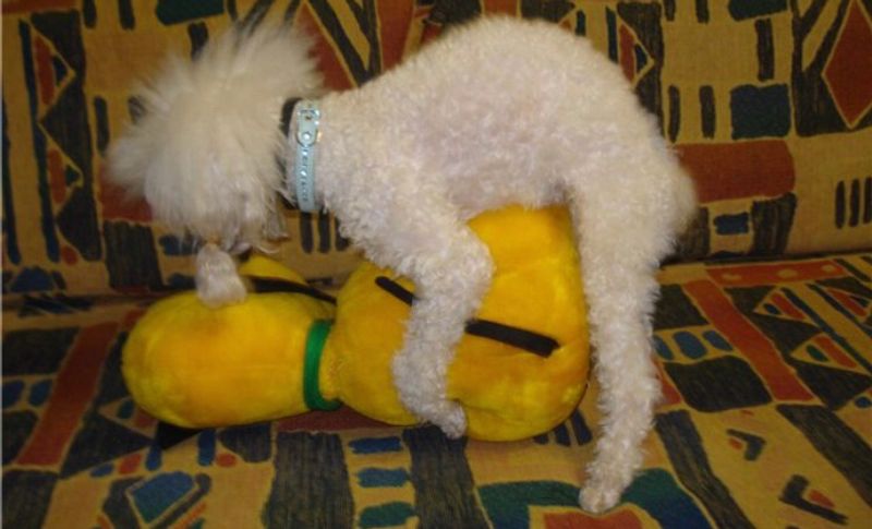 Неприличное поведение собаки. Собаки спариваются. Почему сука делает садку. Почему сука делает садку. Игрушка для кобелей для спаривания.